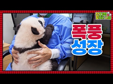(SUB)  ※Not Doll※ Twin Pandas Are 100 Days Old🐼│Panda World