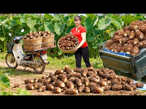 TIMELAPSE -- Harvest 1000+ Taro Use Truck Transport Many Taro Go To Market Sell | Phương Countryside
