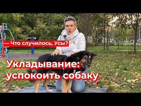 What's Up, Whiskers? Putting Down: Calming Your Dog