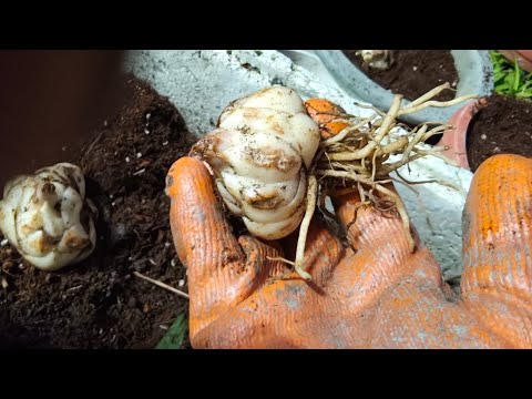 食用百合種植#島內移居花蓮生活