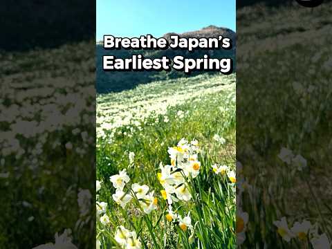 Breathe Japan’s Earliest Spring🇯🇵 #shorts