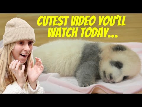 I visited the CHENGDU PANDA BASE!!!! *warning: extreme cuteness*