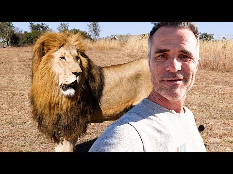 LION Shows Me I'm Part of the Tribe | The Lion Whisperer