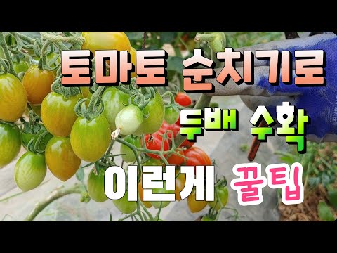 토마토 두배 수확하기 이런게 진짜 꿀팁 곁가지 이용해야 Double the tomato harvest. That's the real tip.