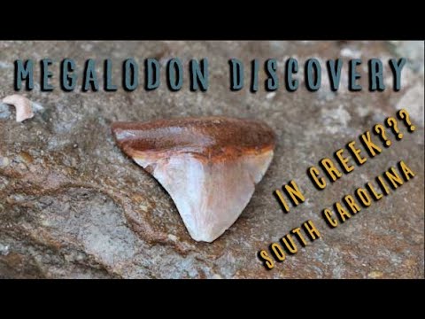 MEGALODON & HUNDREDS of SHARK TEETH in SC CREEK!!!