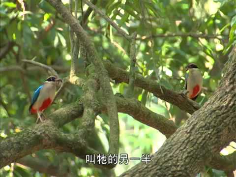 遇見八色鳥｜賞鳥觀光 (公共電視 我們的島第614集  2011-07-04)