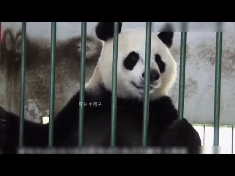 大熊猫张卡一岁多从张嘎山被救助回来，以其谐音取名“张卡”它是带崽野培、野外引种一样不落下的英雄妈妈，它子嗣艰难却贡献巨大，还曾经因为太像人名势力庞大惨遭投诉