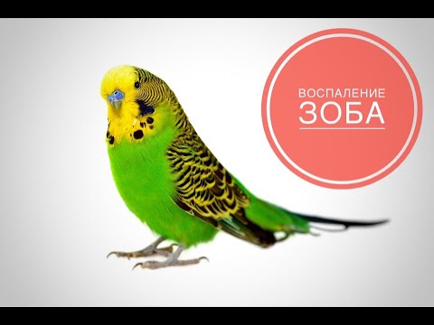 Воспаление зоба