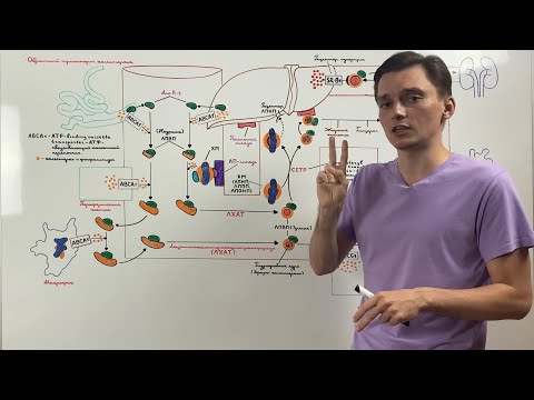 Reverse cholesterol transport - HDL metabolism
