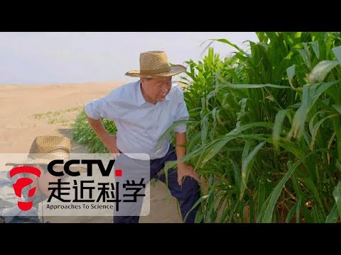 《走近科学》 菌草生绿又生金：开荒复绿种蘑菇 造福生态出国门 20190401 | CCTV走近科学官方频道
