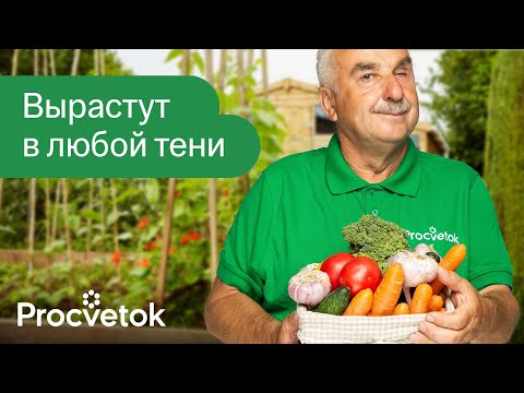 ОВОЩИ И ЗЕЛЕНЬ, КОТОРЫЕ ПРЕКРАСНО РАСТУТ В ТЕНИ! Что посадить в огороде в тени и полутени?
