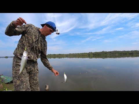 ЭТА СНАСТЬ ЛОВИТ СЕЛЕДКУ ДАЖЕ В ПЛОХОЙ КЛЁВ. Каспийкая селедка на резинку. Рыбалка на Волге.