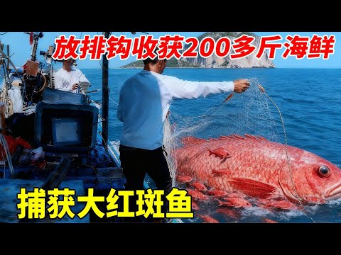 出海放排钩收获200多斤海鲜，还有5条大红斑，这样能卖多少钱？