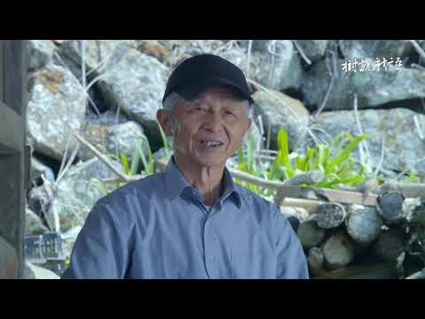 《樹說新語》EP05：楝樹