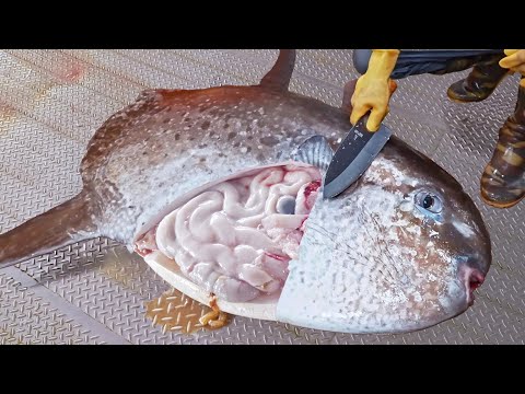 Stunning Sunfish Catching, Giant Sunfish Cutting Skills, Sunfish Jelly /驚人的漫波魚切割技巧, 翻車魚捕捉,漫波魚凍-長濱漁港