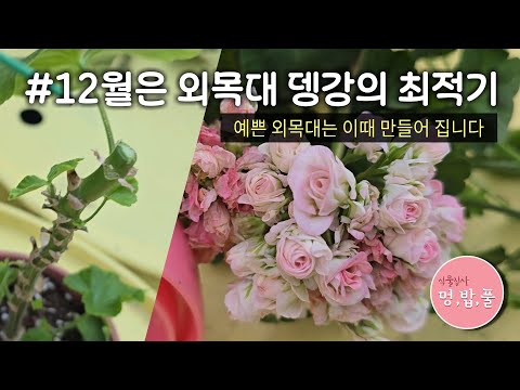 제라늄,12월은 외목대 뎅강하기 좋은 달#제라늄외목대시작 #멍밥풀