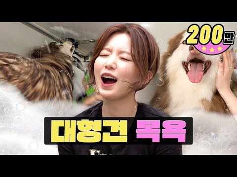 The dog is too big, too hard to bathe😣ㅣBathing big dogs ㅣWorK-dol ㅣShuhua