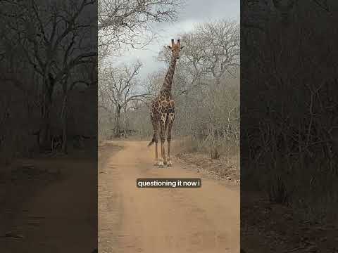 Standoff with a Giraffe
