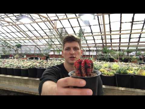 Прививка кактусов, адениумов и других суккулентов - за и против