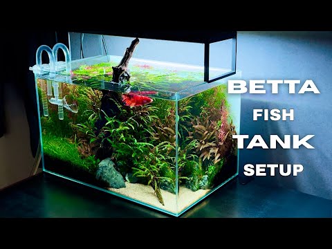 How to set up a betta fish tank | Nature style aquascape | step-by-step tutorials