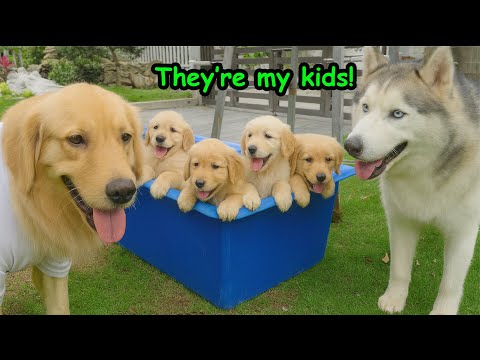 My Husky Really Thinks These 8 Golden Retriever Puppies Are His Own Kids!