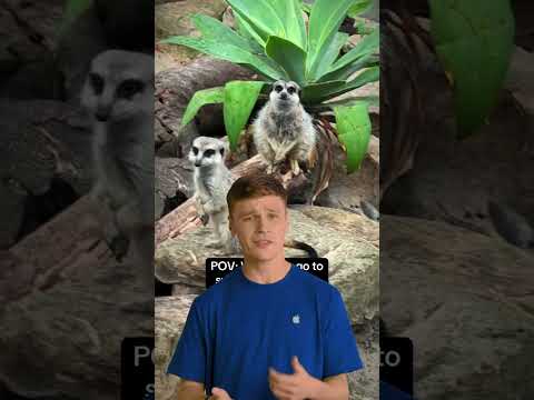 Send and request cash in Messages. Tip from Eden at the Apple Store. #Shorts