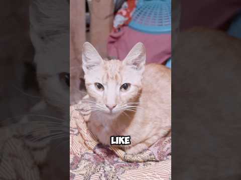 MAFIA BOSSES made Commune 13 THE SAFEST neighborhood in Colombia!