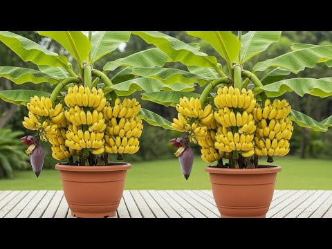 Best Techniques:Planting Bananas In the water and Has Many Fruit Results ,Genius Banana Growing Hack