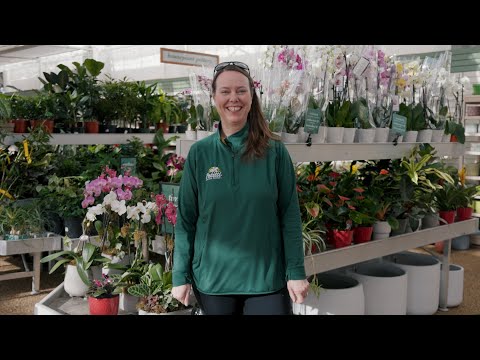 PETITTI | Pet Friendly, Non-Toxic Houseplants for Dogs & Cats