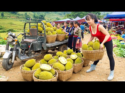 Harvesting 100 Jackfruit, Use Truck Transport Jackfruit Goes To Countryside Market Sell For Villager