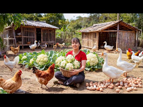 TIMELAPSE -- Cauliflower Harvesting Process: 1000Kg+ Rare Cauliflower to Sell & Make Roast Chicken