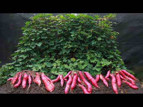 Try this method of growing sweet potatoes in a basket - Have sweet potatoes to eat every day