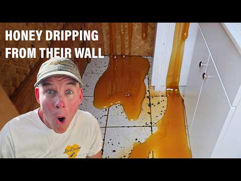 Honey Was Pouring Out of Their Walls!