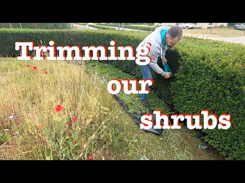 Front yard garden CLEAN UP: time to give the shrubs a haircut [ TIMELAPSE ]