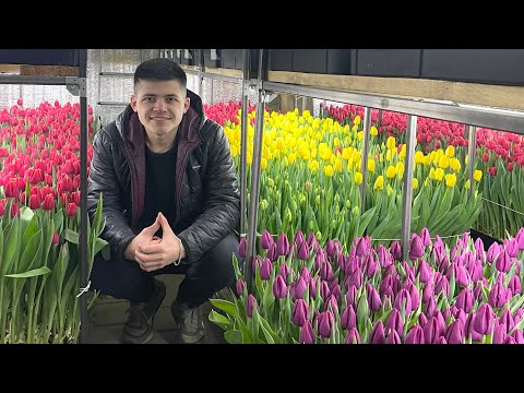 Бизнес в гараже! Выращивание тюльпанов закрытом помещении!)
