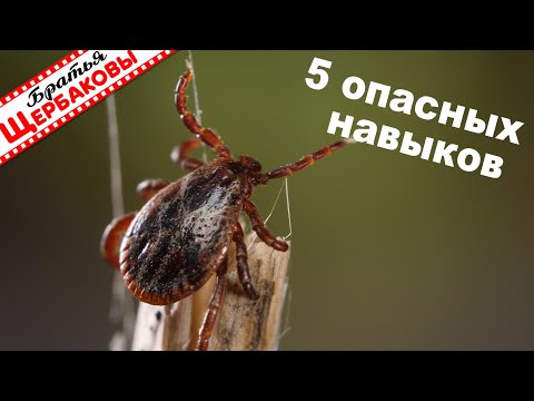 Что умеют КЛЕЩИ и как с этим бороться! Макросъемка