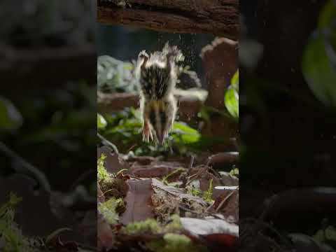 Tenreks on Tour #madagascar #insel #wildlife