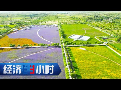 绿色奇迹！沙漠变绿地、变耕地！毛乌素沙地即将退出陕西版图 「经济半小时」20240816 | 财经风云