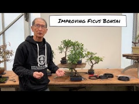 Improving an Ficus Bonsai