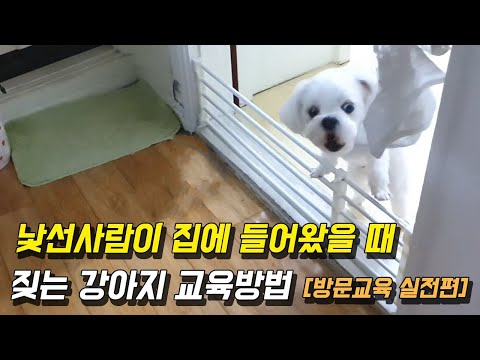 How to Train Your Dog to Bark When a Stranger Enters Your Home [Practical Training]