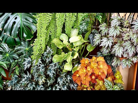 A jungle in the apartment. A review of my new ficus collection!