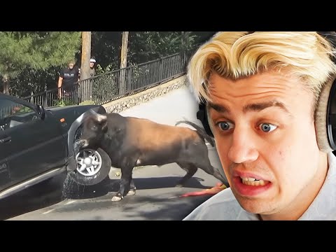 WAS macht der BULLE da?! (Daily Dose Of Internet) I Papaplatte Reaction