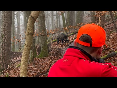 ATTENTION: WILD BOARS at 5 meters - Driven hunt in the blackthorn complex (Copterpro Hunting)