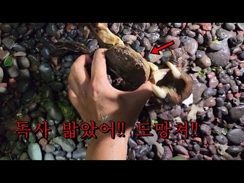 제주도 민물장어 잡다가 생긴 일... feat맹독사,대물주의