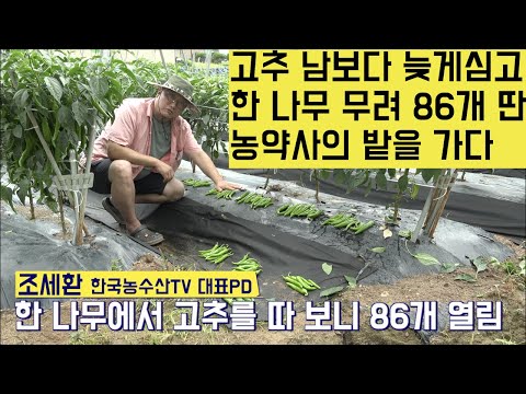 [한국농수산TV] 고추 남보다 늦게심고 한 나무 무려 86개 딴 농약사의 밭을 가다!! 충남 논산