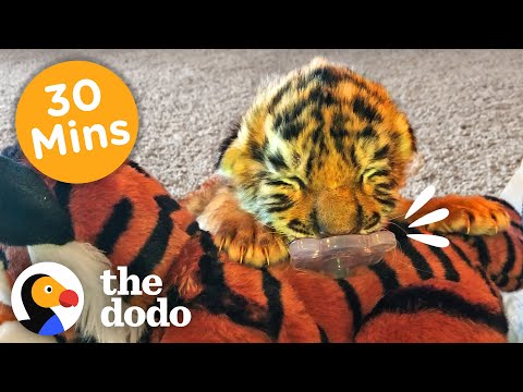30 Minutes Of Our Littlest, Fiercest Friends | The Dodo