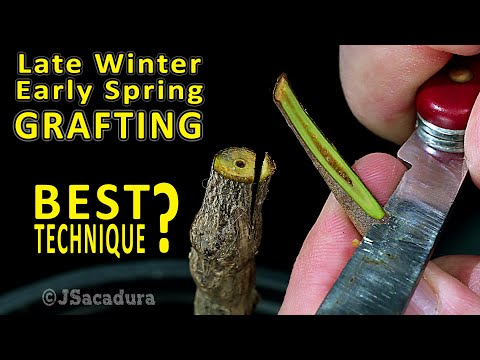 BEST GRAFTING TECHNIQUE in early SPRING? | Grafting Fruit Trees