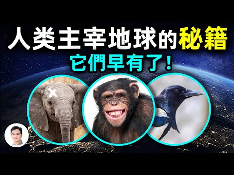 極大誤解，人類認為自己主宰地球的獨佔秘籍，這些動物早就會，為什麼它們沒成為地球之主？【文昭思緒飛揚219期】