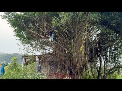 Challenge to cut down 50 year old FIG TREE! The SHOCKING Cleanup Effort