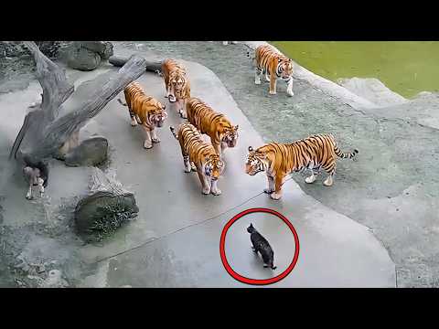 Meilleures Vidéos de 2026 Captés Par des Caméras de Surveillance